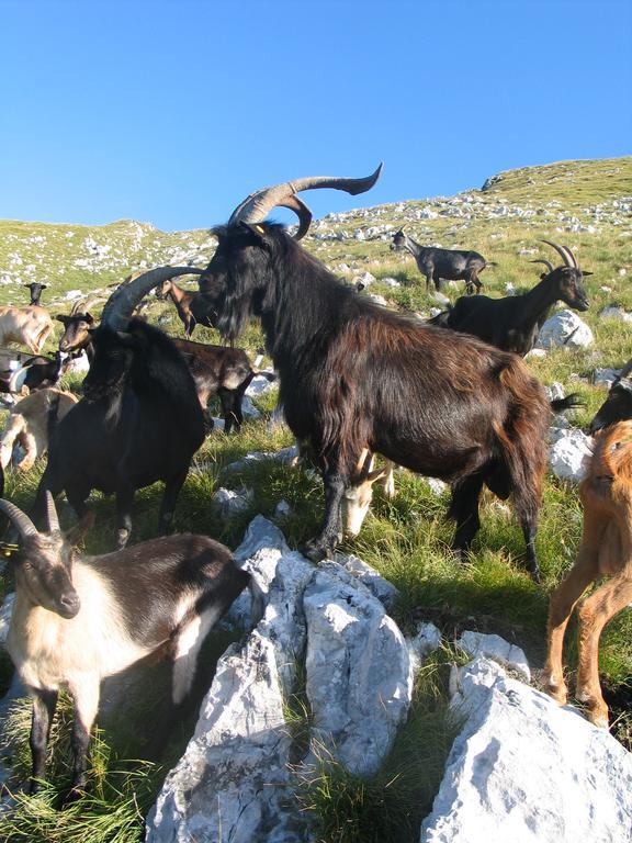 Tourist Farm Zvanc Kobarid Bagian luar foto