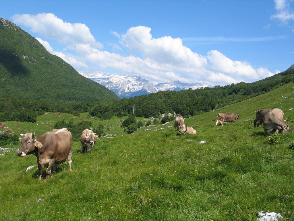 Tourist Farm Zvanc Kobarid Bagian luar foto